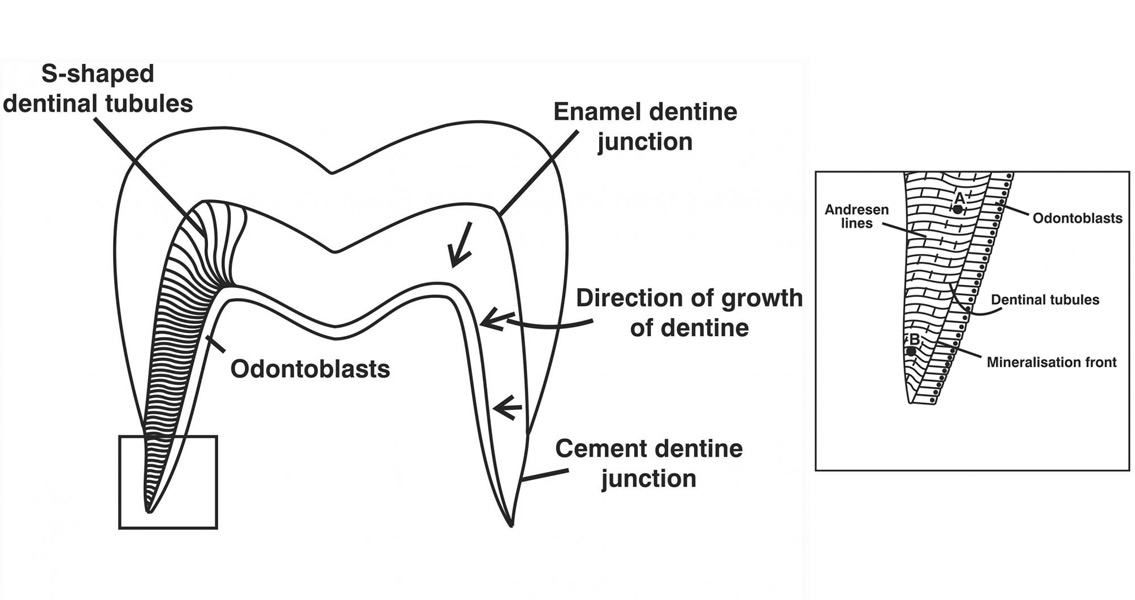 Isotopic Analysis of teeth (3)