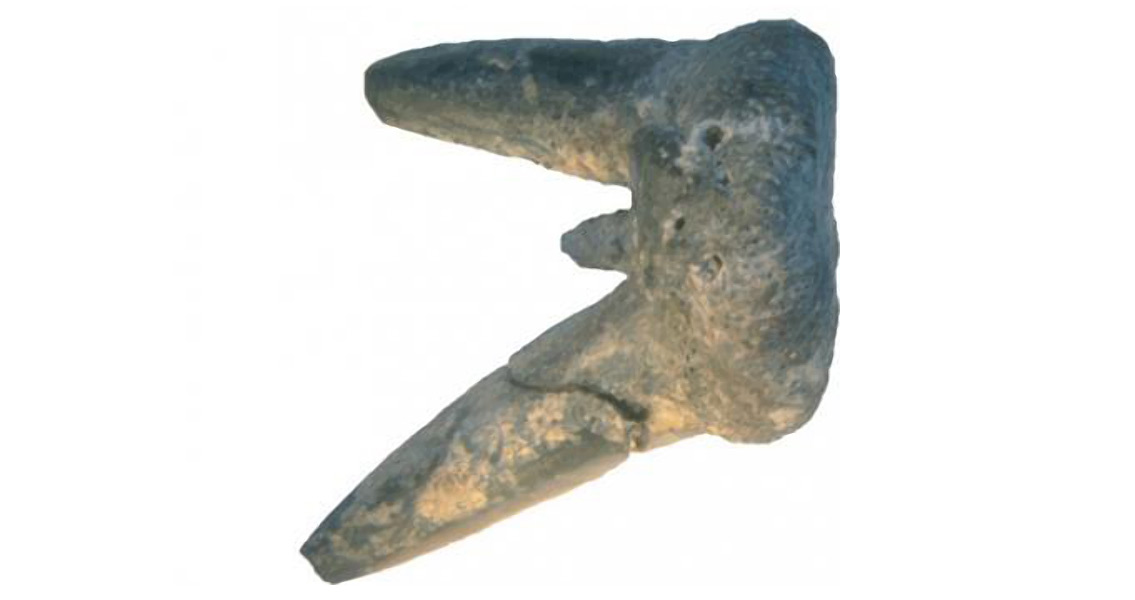 Orthacanthus tooth