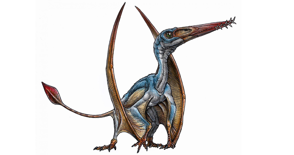 New Species of Flying Dinosaur Discovered in Patagonia