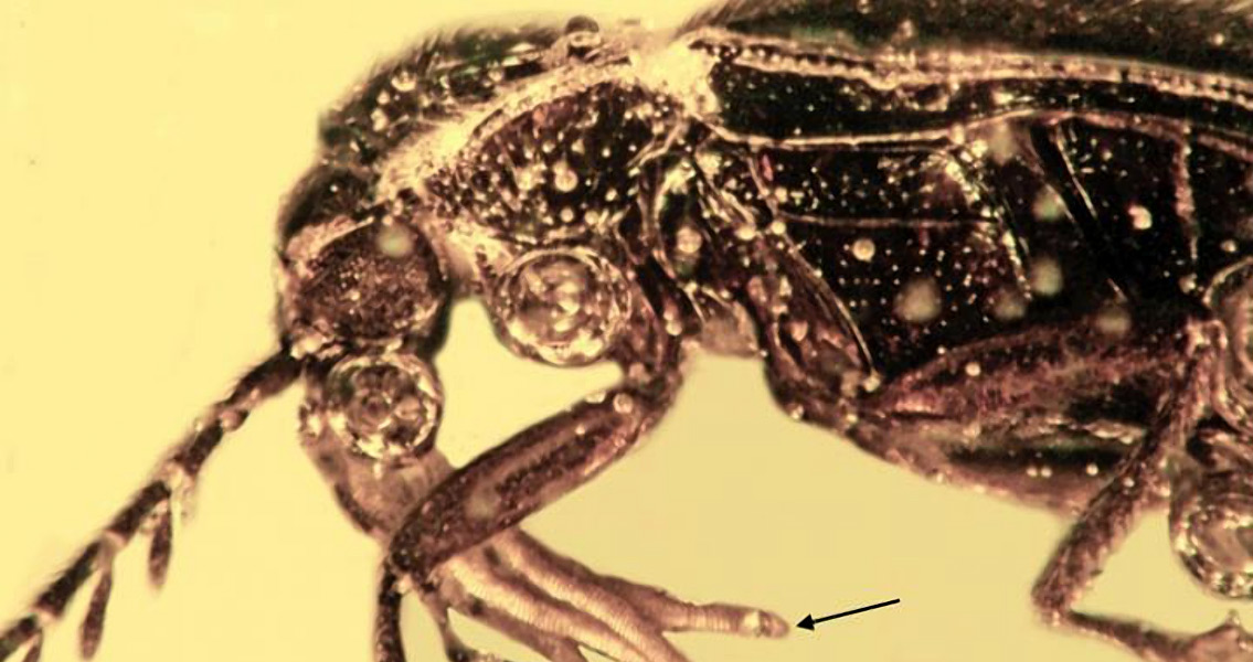 Ptilodactyline Beetle in Mexican Amber (1)