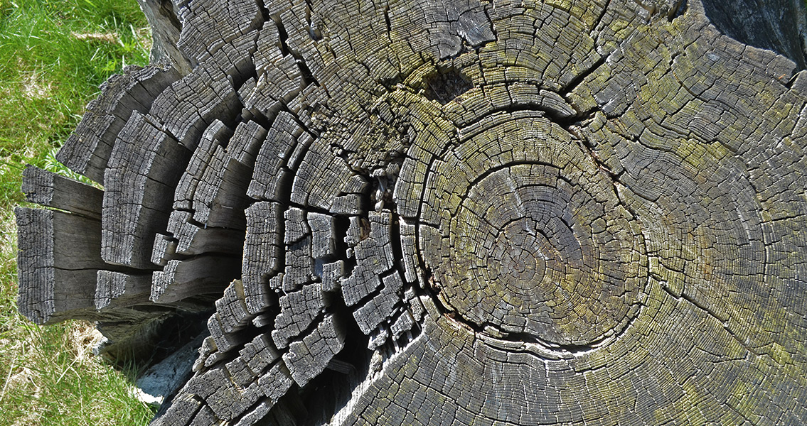 Tree Stump (2)