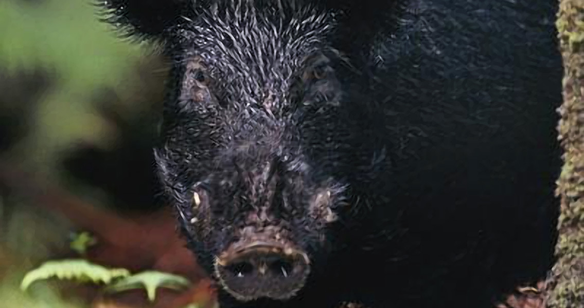 Feral Hawaiian pig (1)