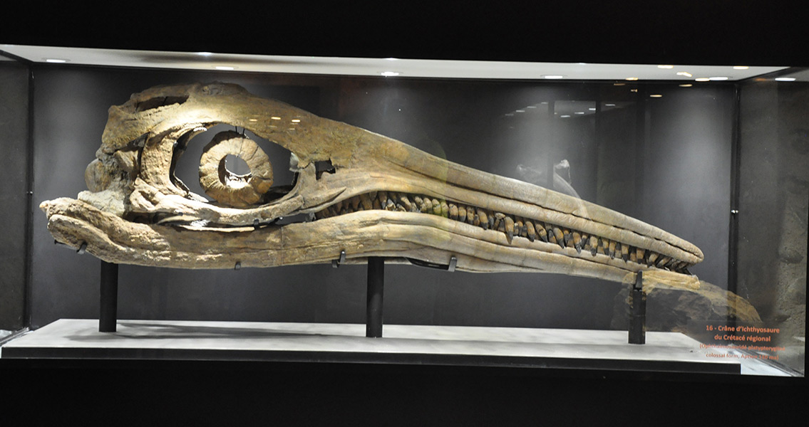 Ichthyosaur skull (1)