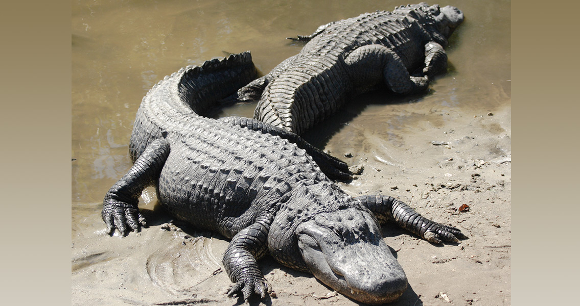 Two American Alligators (1)