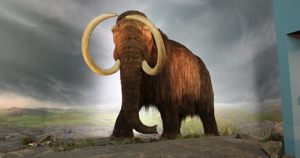 Mammoth Skull Find Raises New Evolutionary Questions
