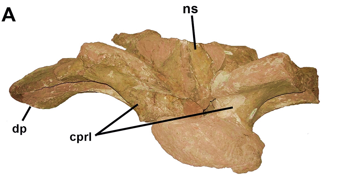 Brazilian Dinosaur Discovered Six Decades Ago Comes Out of the Closet