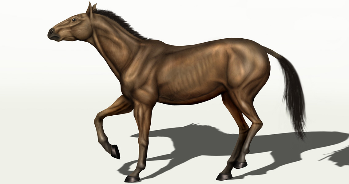 Researchers Place Extinct Horse with Humans in Oregon