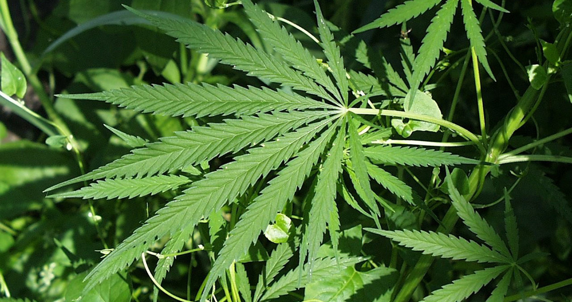 Ancient Chinese Burial Yields Massive Cannabis Cache