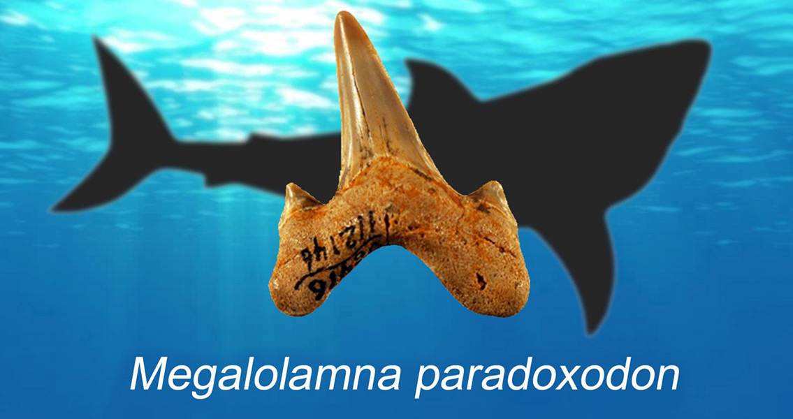 Frightening Megalodon and Great White Shark Relative Described