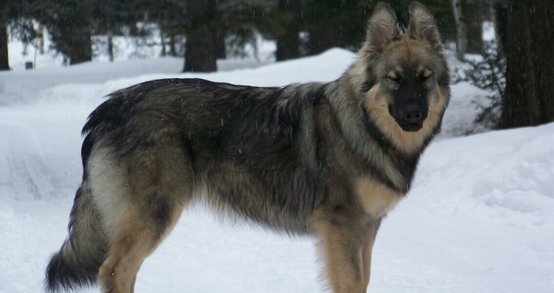 Alsatian shepalute