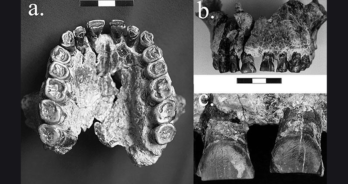 teeth-striations-in-homo-habilis-fossil