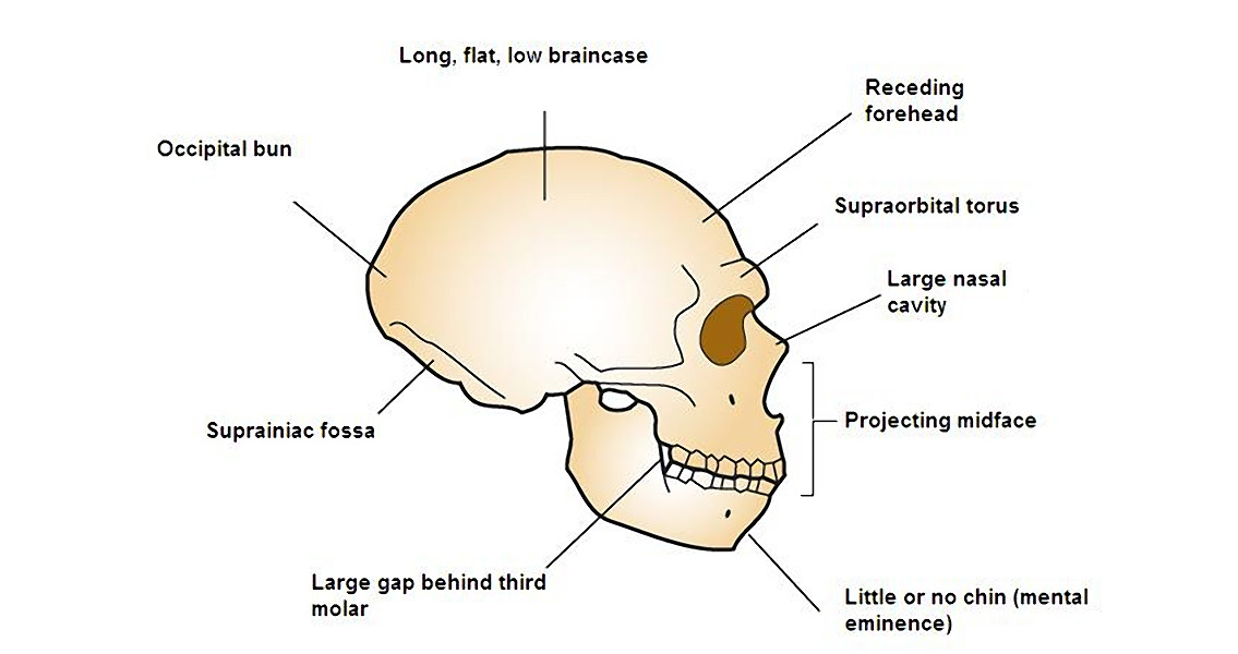 neanderthal-profile