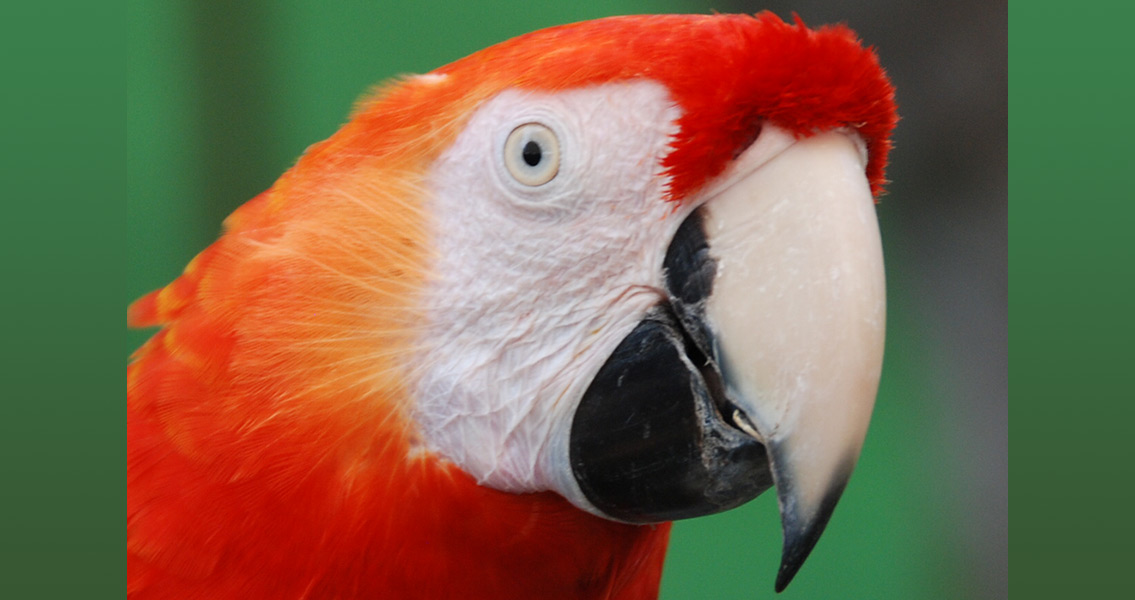 scarlet-macaw-1