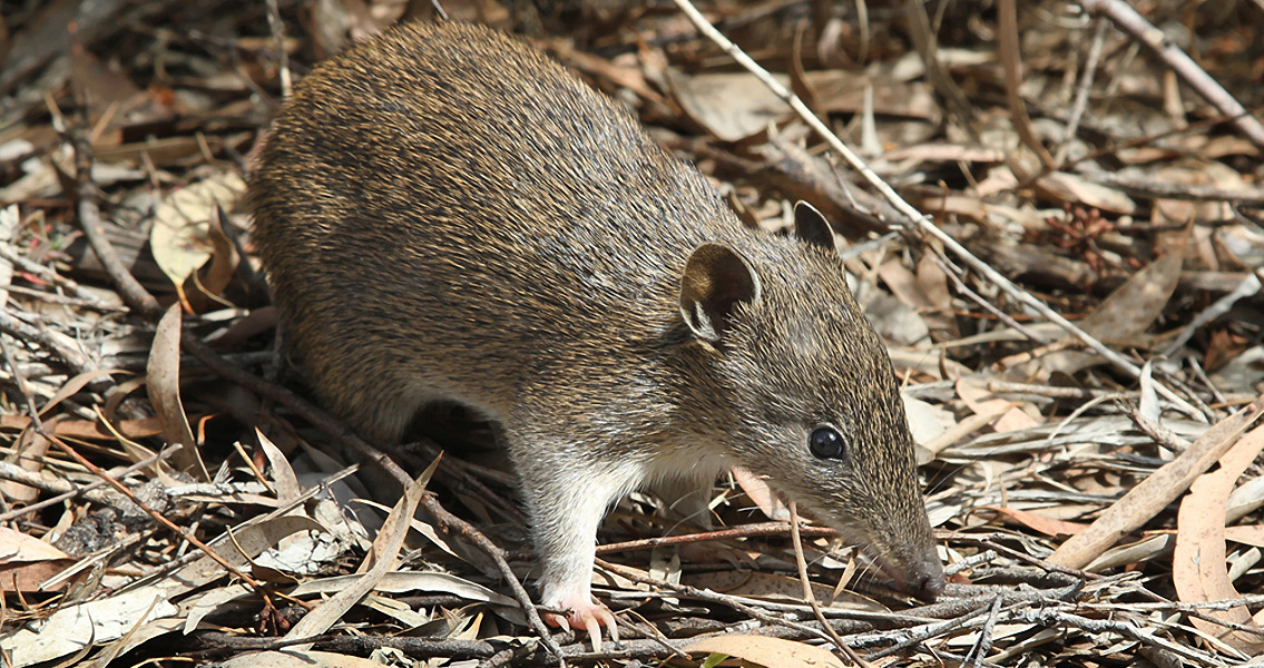 southern-brown-bandicoot