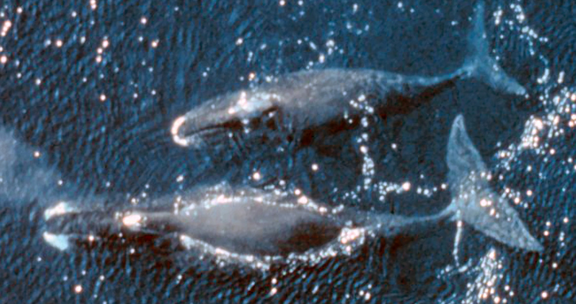 two-bowhead-whales