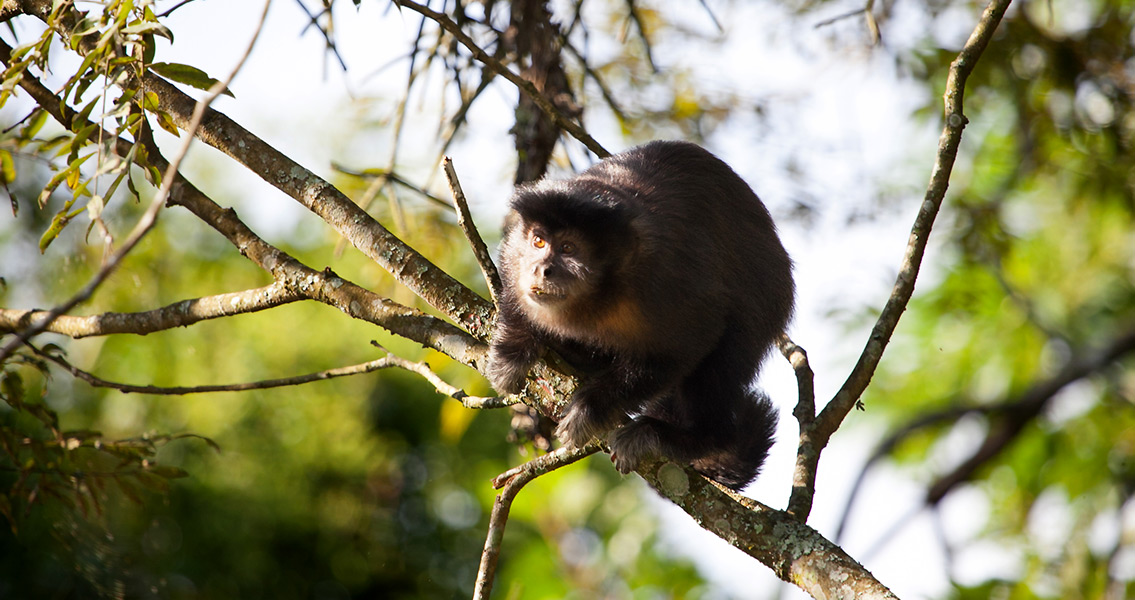 Monkeys Make Stone Flakes Similar to Human Ancestor's Tools