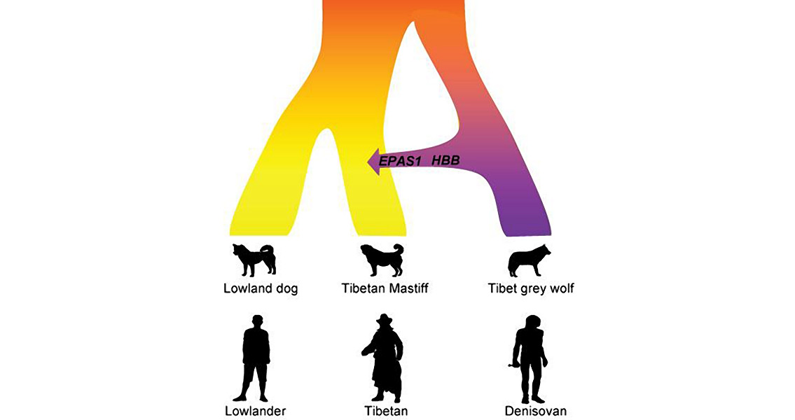 Same High Altitude Adaptation Found in Dog and Man