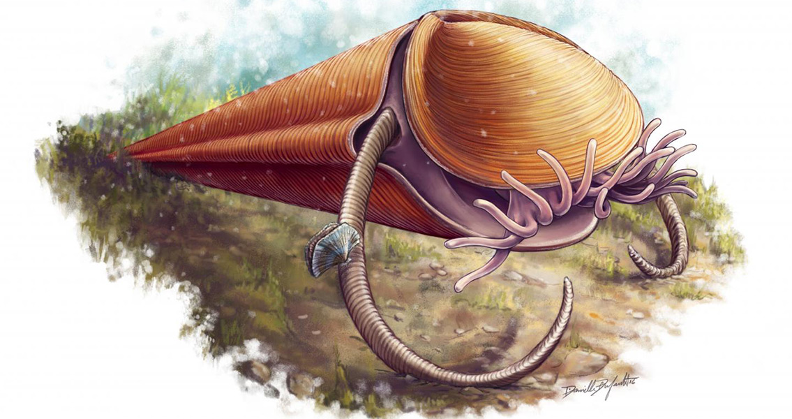 Prehistoric Marine Creatures Identified for First Time