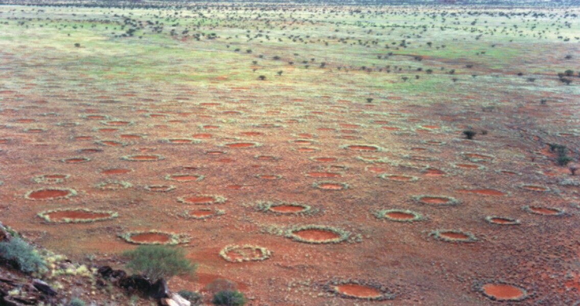 Termites, not a God, Created Africa’s Fairy Circles