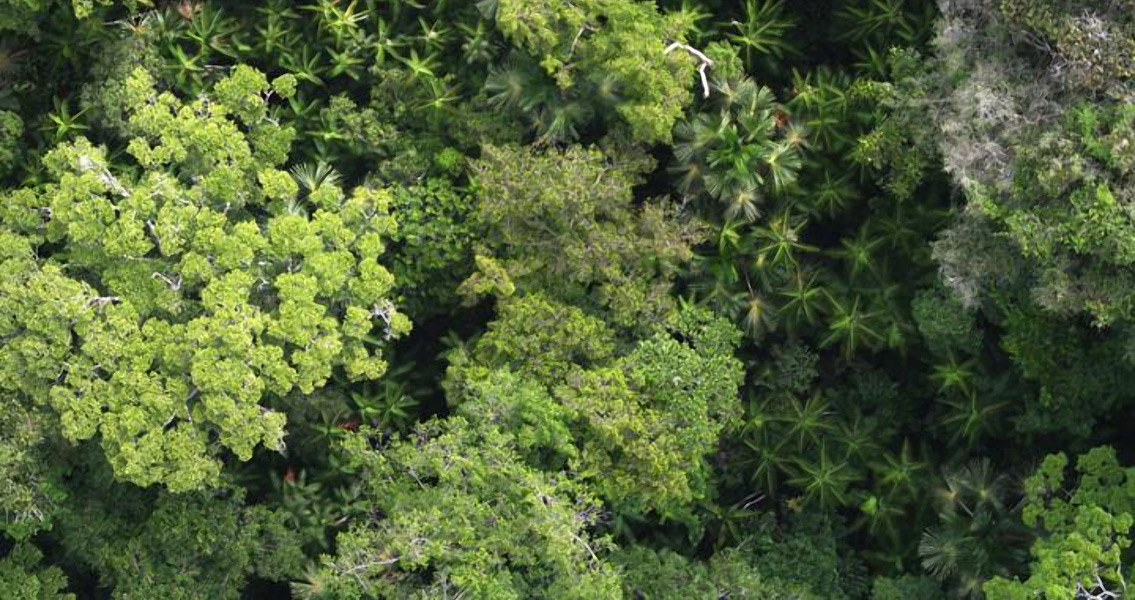 Man Made Amazon Theory Finds New Support In Trees