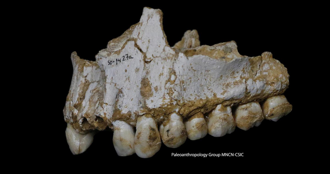 Neanderthals Used Plant-Based Medicine, Says New DNA Study