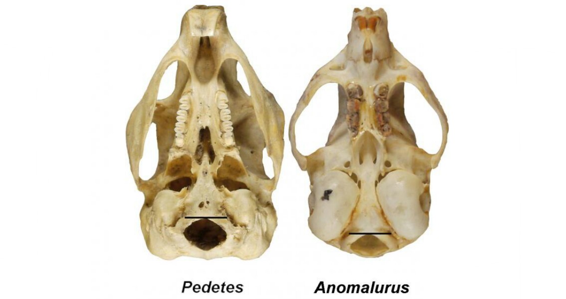 Walking On Two Legs Changed Evolution of Human Skulls