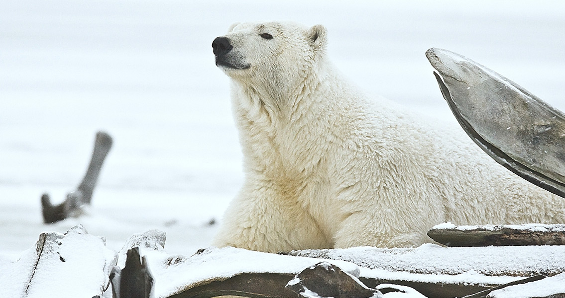 Giant Polar Bear Skull Could Belong to 'King' Bear
