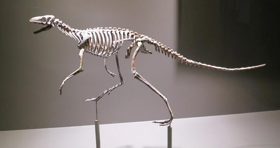 skeleton-of-the-proto-dinosaur-marasuchus