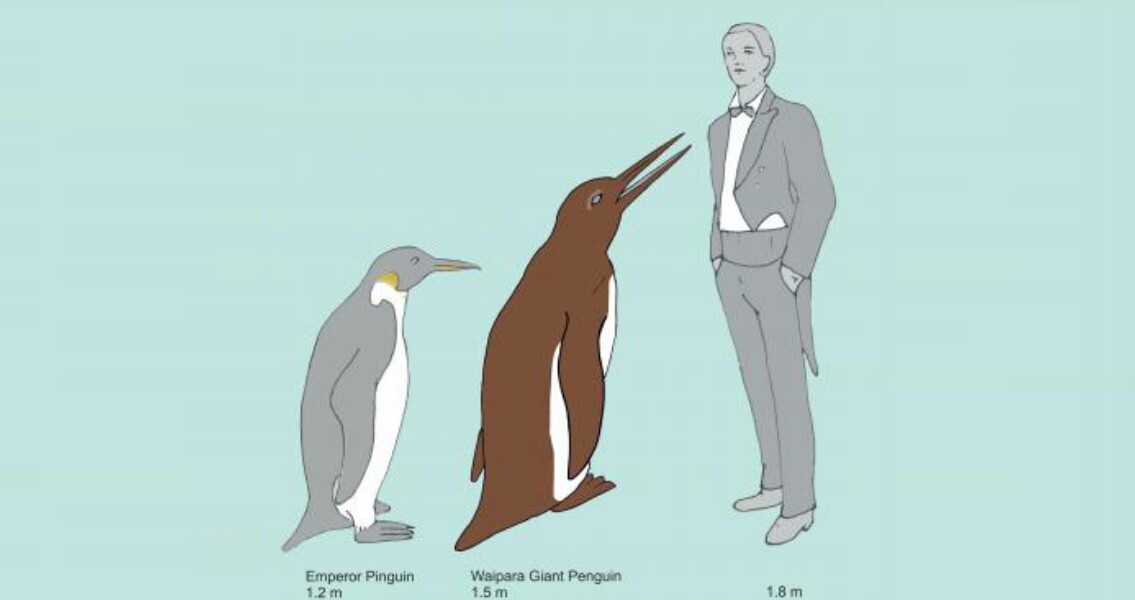 Giant Penguin Might Have Been Around With the Dinosaurs