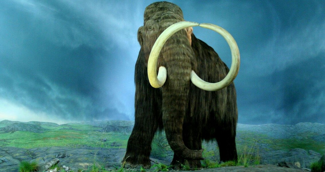 Mammoth Preservation Project Underway in Mexico