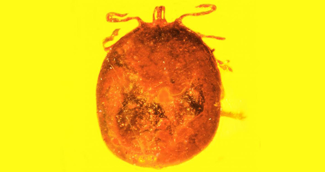 Ancient Tick Engorged with Mammal Blood Found Fossilized in Amber