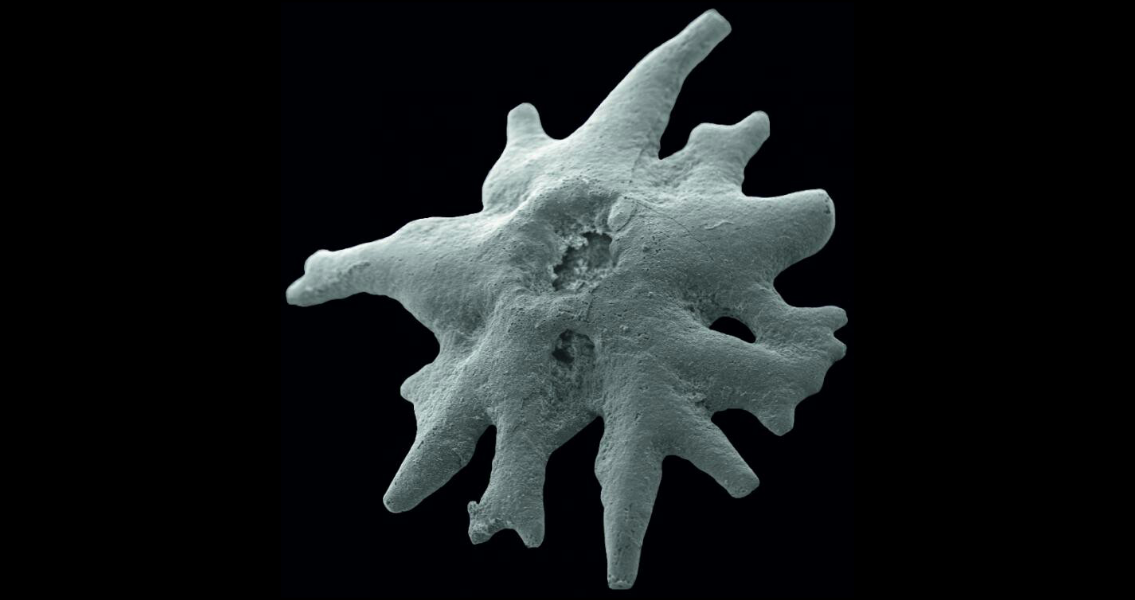 microscope-image-of-juvenille-crinoid