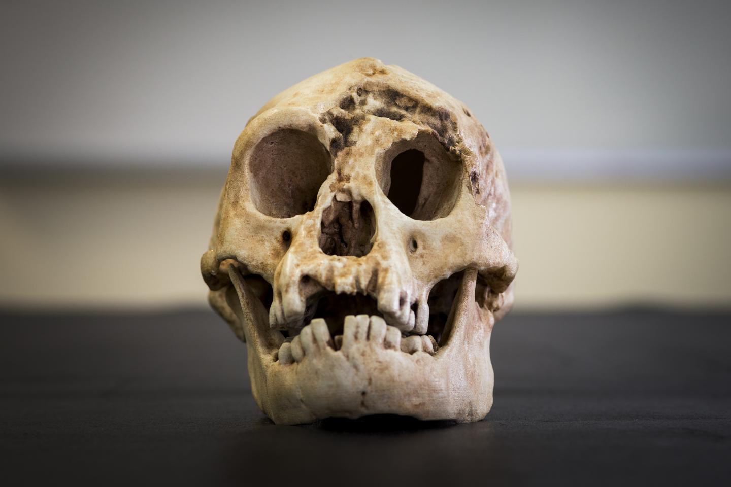 Hobbits of Indonesia Evolved from African Ancestor