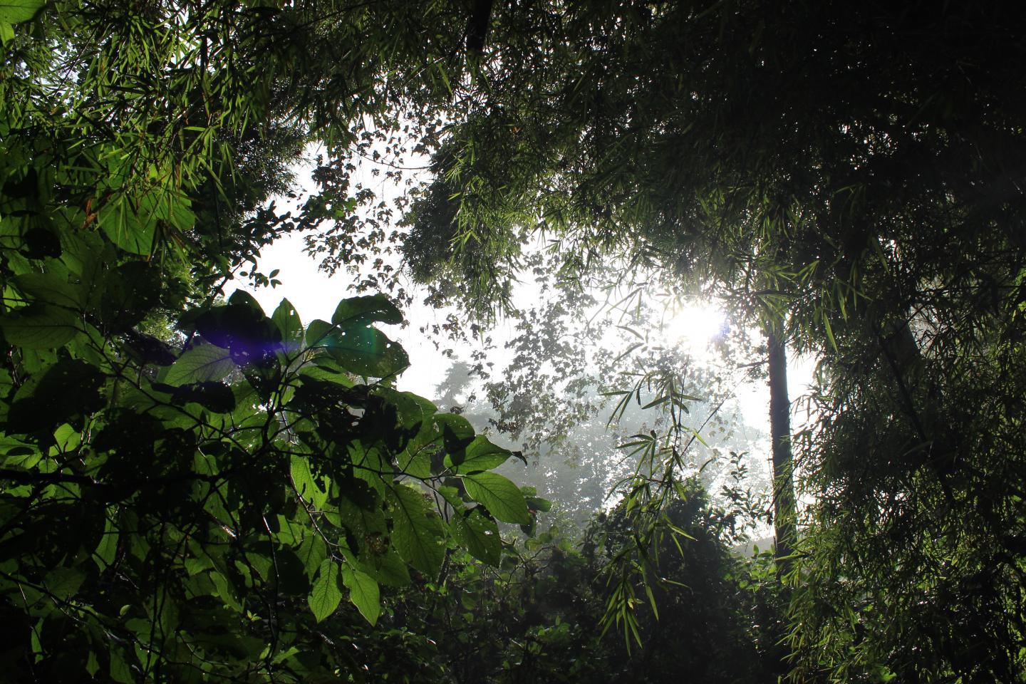View from the Canopy Floor in the Cloud Forest Sanctuary, Xalapa, Mexico