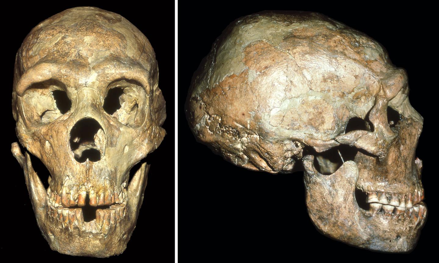 History News of the Week - Neanderthals Showed Compassion