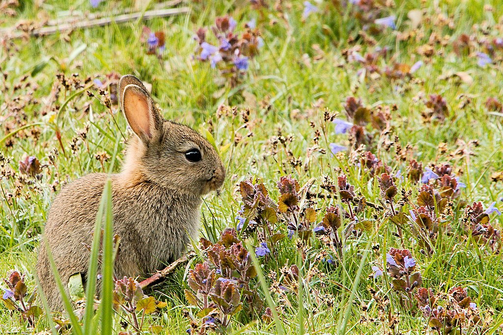 When Were Rabbits Domesticated? – The History News of the Week