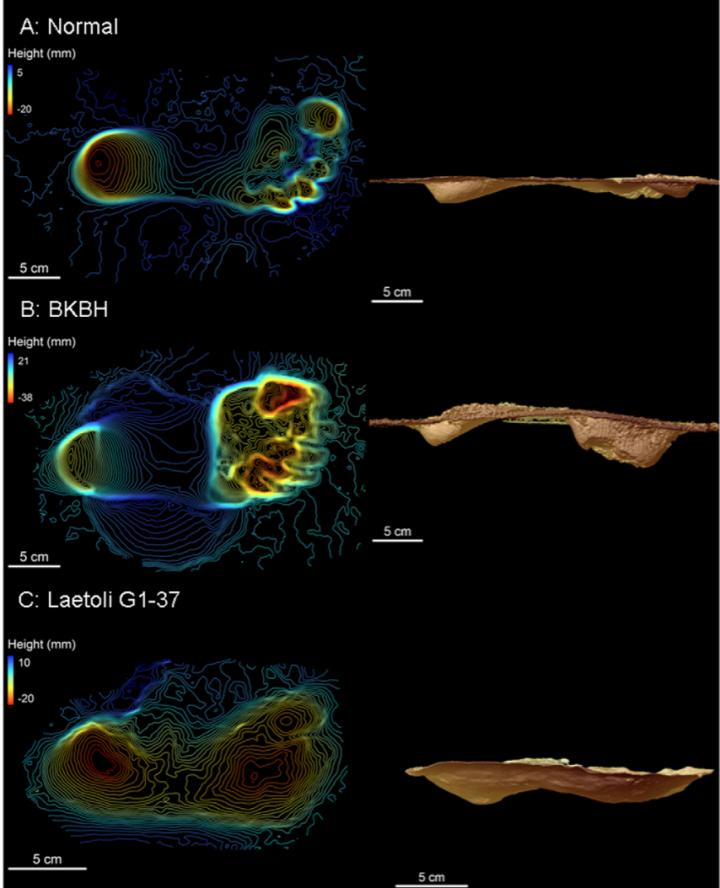 Ancient Humans Pushed Large Mammals to Extinction – The History News of the Week