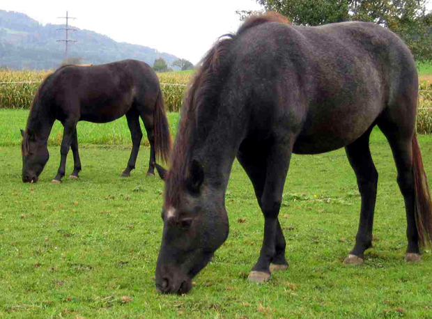 Who First Domesticated Horses? The History News of the Week