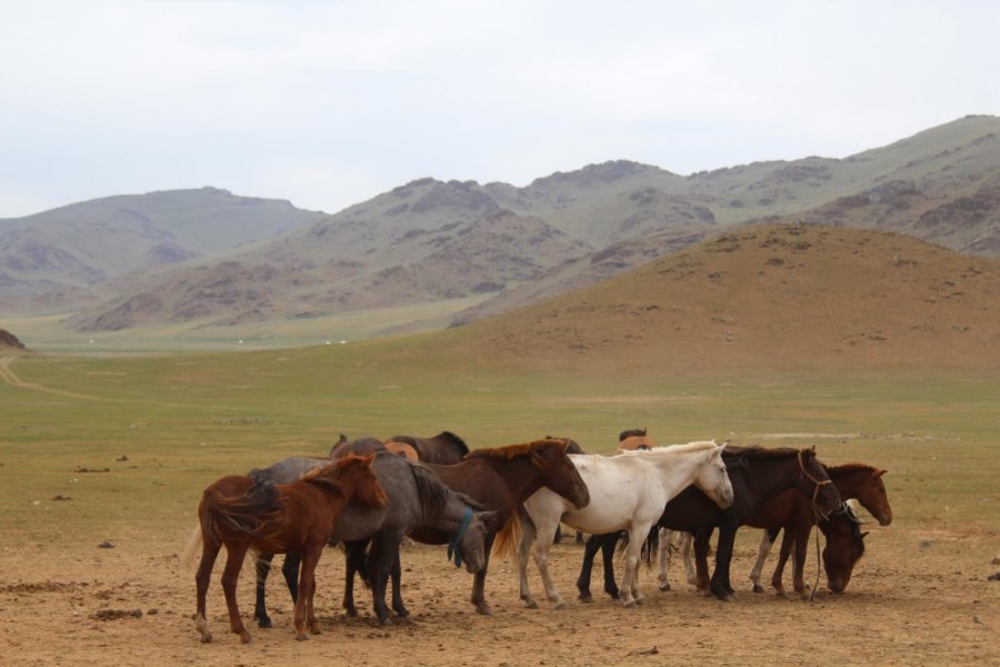 Not Western after all: veterinary science originates from Mongolia