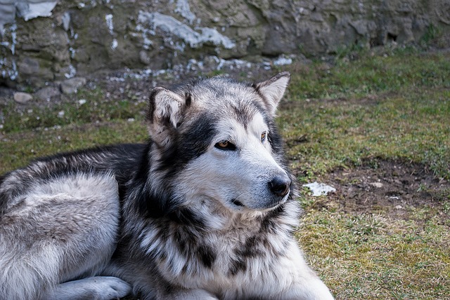 How European colonisation completely wiped out dogs in America