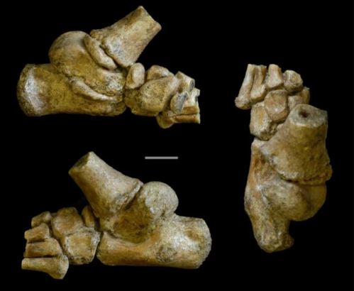3-million-year-old skeleton reveals the story of ancient toddlers’ lifestyles
