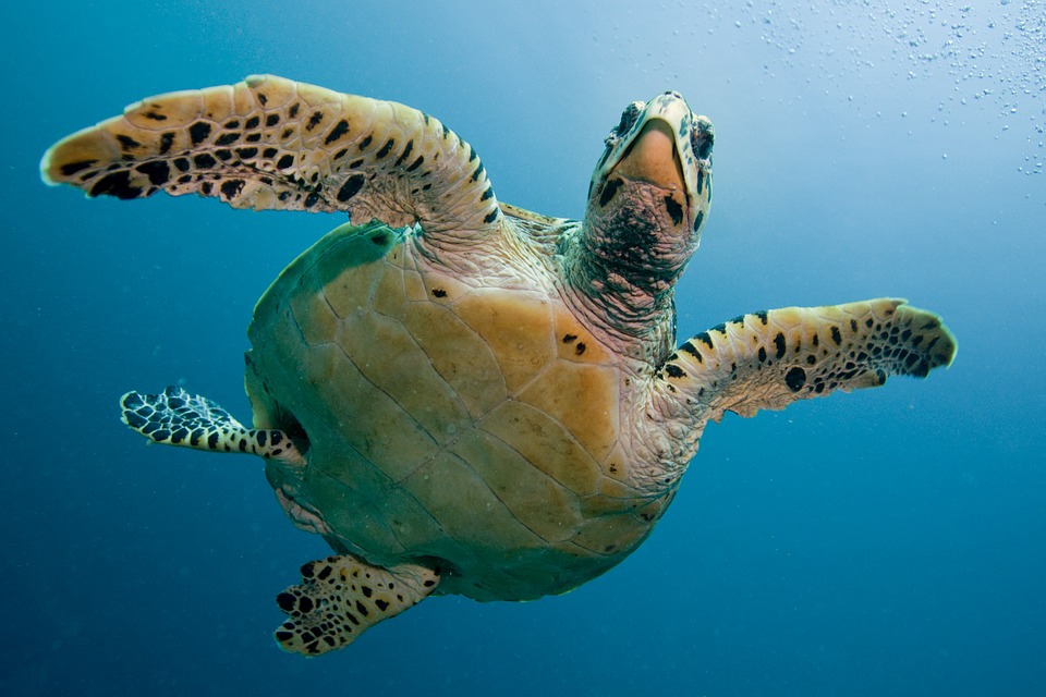 Not food scraps after all: turtle shells as Native American musical instruments